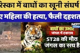Sariska Tiger Reserve: सरिस्का में बाघों का खूनी संघर्ष, टेरिटरी की जंग में बाघिन हुई ढेर?। Top News