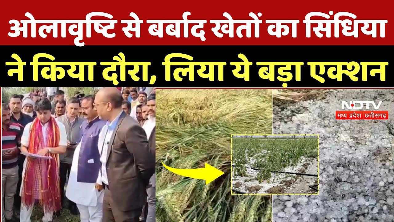 Ashoknagar Hailstorm Update: ओलावृष्टि से बर्बाद खेतों का Scindia ने किया दौरा, लिया ये बड़ा एक्शन