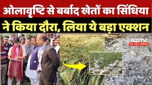 Ashoknagar Hailstorm Update: ओलावृष्टि से बर्बाद खेतों का Scindia ने किया दौरा, लिया ये बड़ा एक्शन