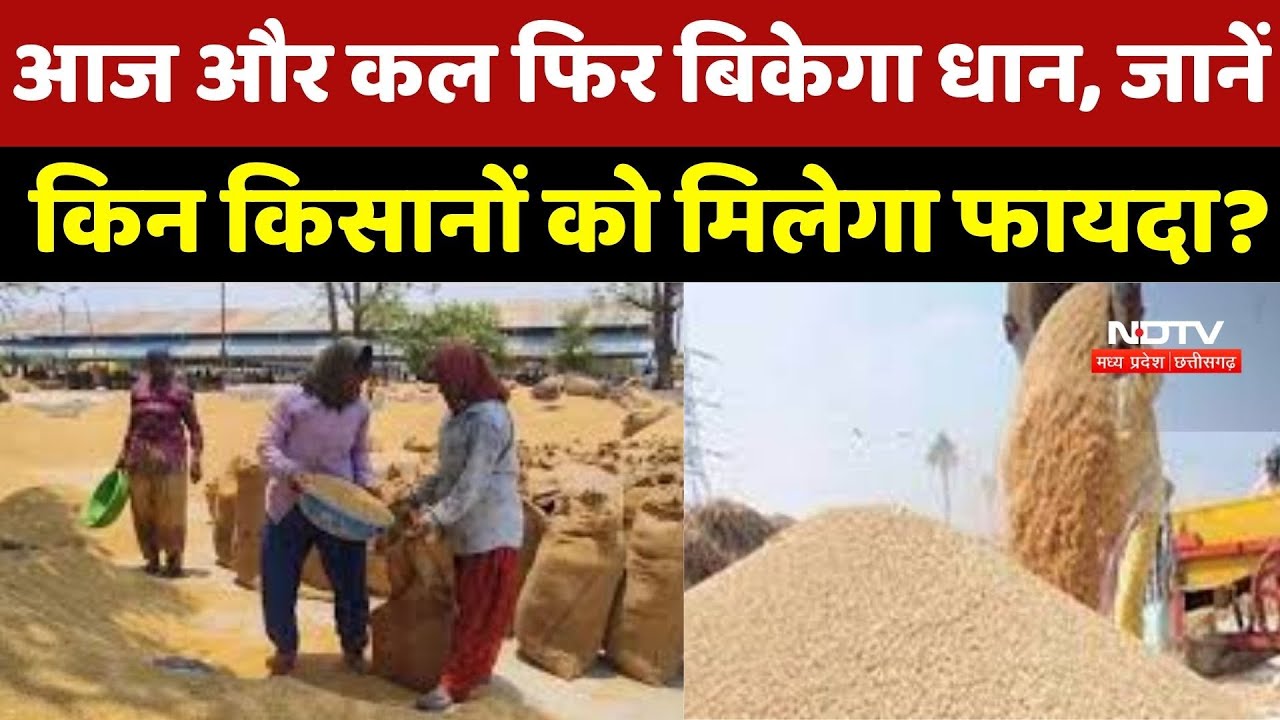 CG Dhan Kharidi : आज और कल फिर बिकेगा धान, जानें किन Farmers को मिलेगा फायदा?