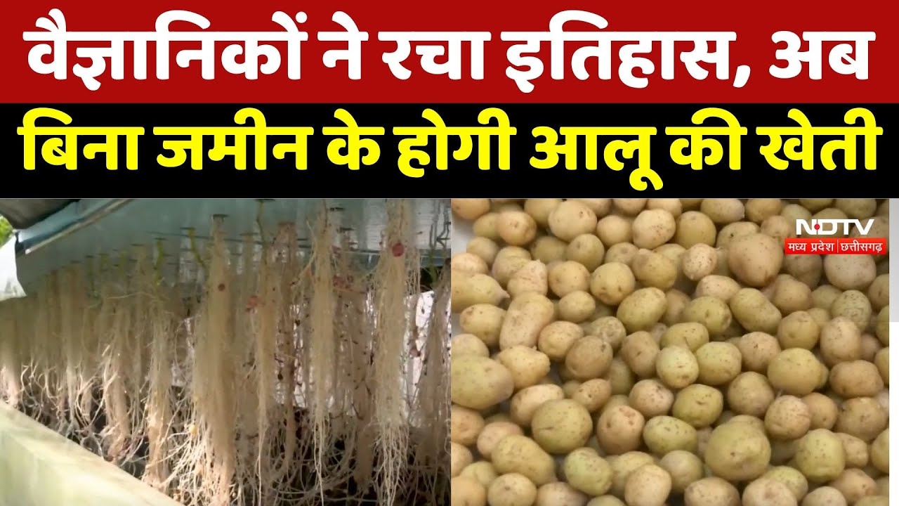Gwalior News: बिना मिट्टी-पानी के Potato की बम्पर पैदावार, Farmers की बदलेगी किस्मत