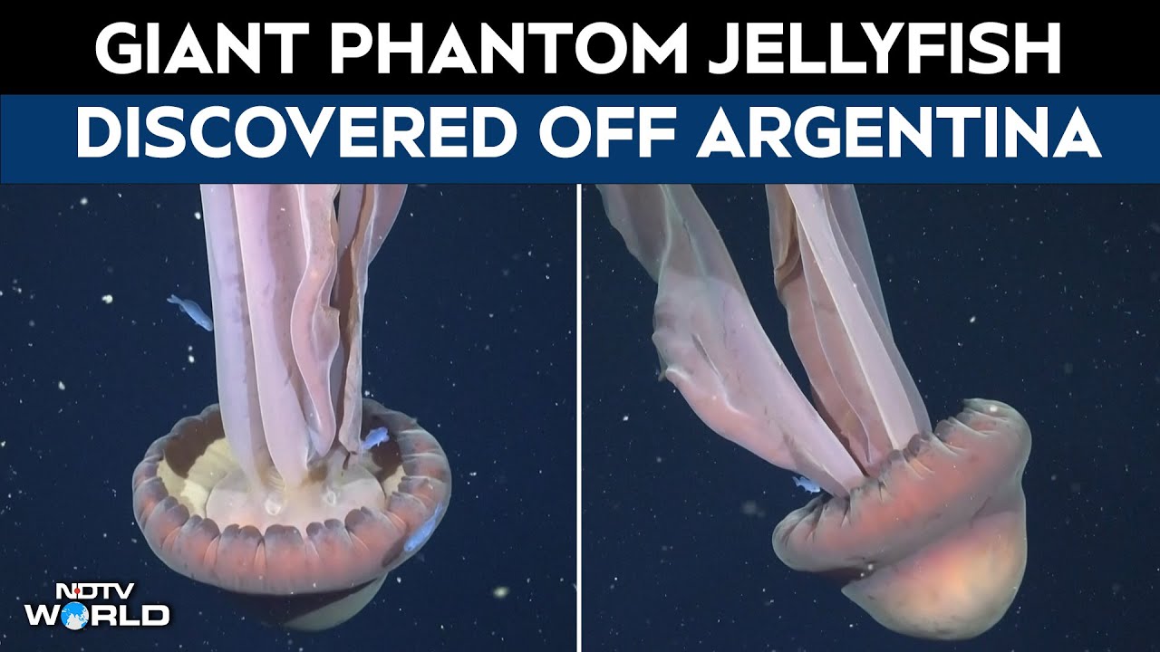 Rare Giant Phantom Jellyfish Discovered In Expedition Off Argentina Coast