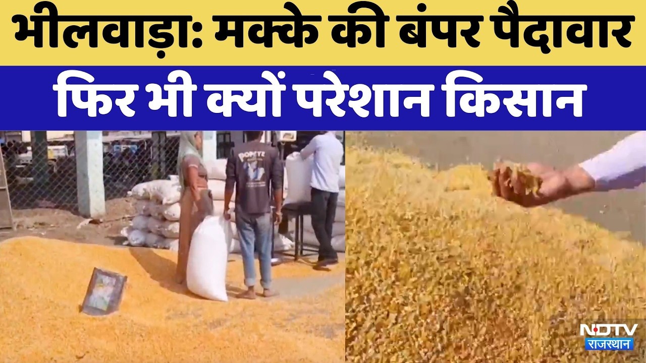 Bhilwara: मक्के की बंपर पैदावार  फिर भी क्यों परेशान किसान | Maize Crisis | Top News | Latest News