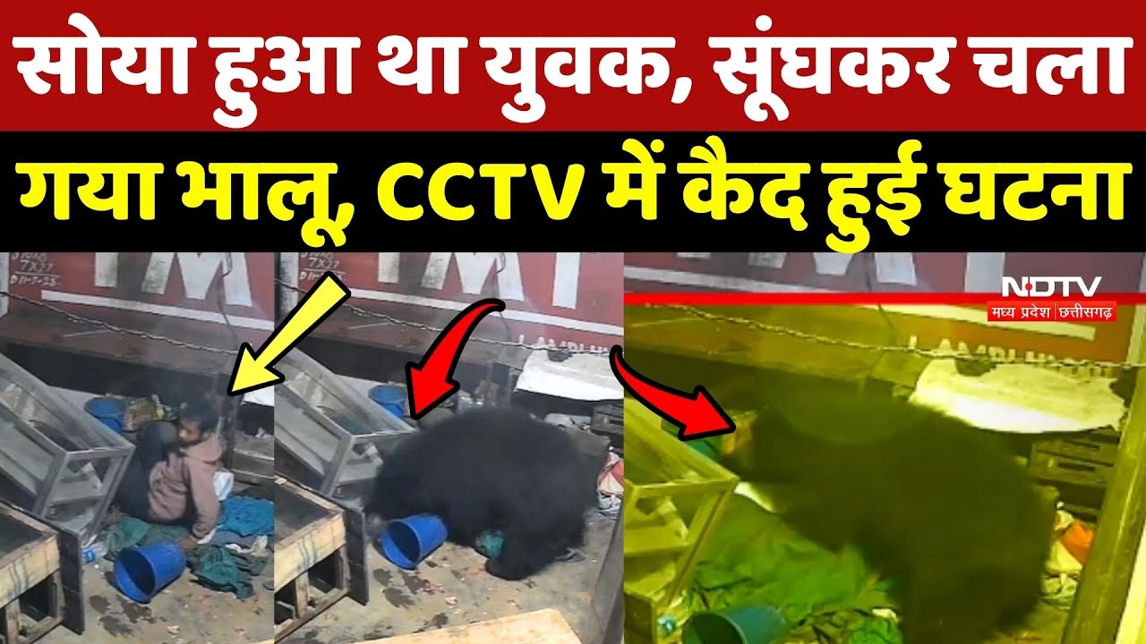 Kanker: सोया हुआ था युवक, सूंघकर चला गया भालू, CCTV में कैद हुई घटना