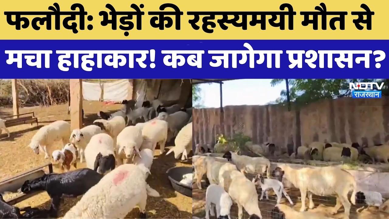 Sheep Death Mystery: भेड़ों की रहस्यमयी मौत से मचा हाहाकार! कौन जिम्मेदार? | Phalodi | Top News