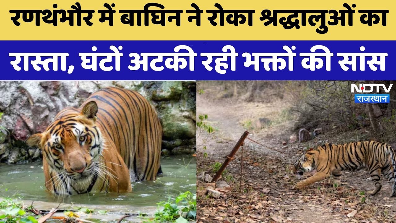 Ranthambore में Tigress ने श्रद्धालुओं को बनाया 'बंधक' | Video Viral | Rajasthan Top News