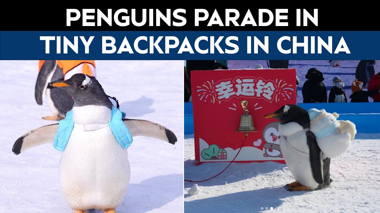 Penguins Parade In Tiny Backpacks For Winter Visitors In China's Harbin