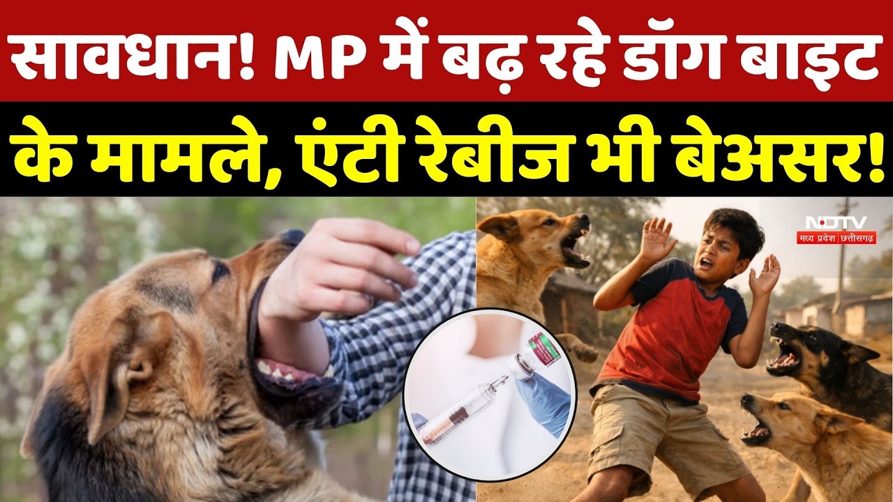 MP Stray Dogs: सावधान! MP में बढ़ रहे Dog Bite के मामले, Anti Rabies भी बेअसर! Street Dog | MP News