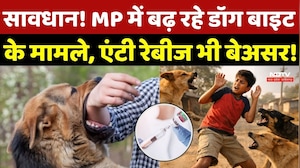 MP Stray Dogs: सावधान! MP में बढ़ रहे Dog Bite के मामले, Anti Rabies भी बेअसर! Street Dog | MP News