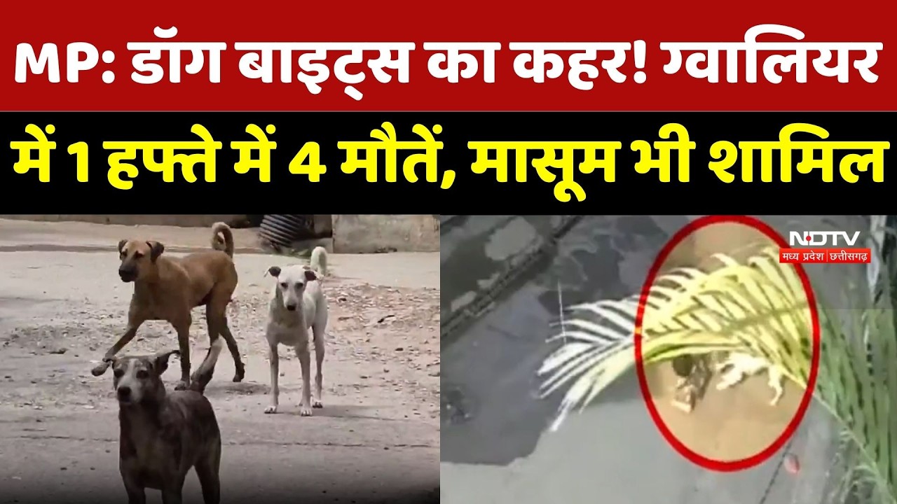 Dog Bite : Madhya Pradesh में डॉग बाइट्स का कहर! Gwalior में 1 हफ्ते में 4 मौतें, मासूम भी शामिल