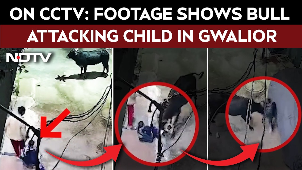 Gwalior Horror: Stray Bull Attacks Child, Severely Injured, CCTV Captures Incident