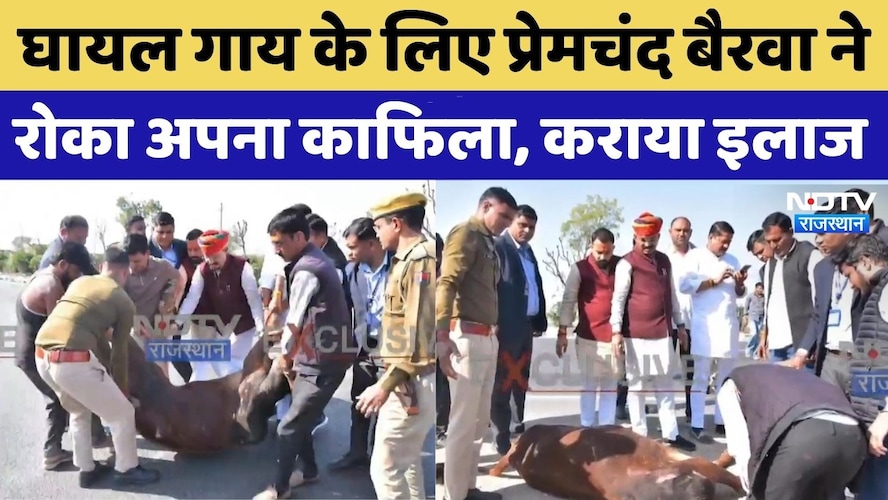घायल गाय के लिए डिप्टी सीएम बैरवा ने रोका अपना काफिला