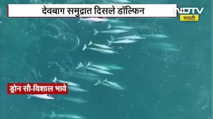 Devbagh Dolphin Sighting | मालवण देवबागच्या समुद्रात दिसले 70 ते 75 डॉल्फिन्स