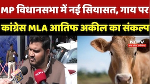 MP Politics: Cow को National Animal Declare करने की Congress MLA Atif Aqeel ने उठाई मांग