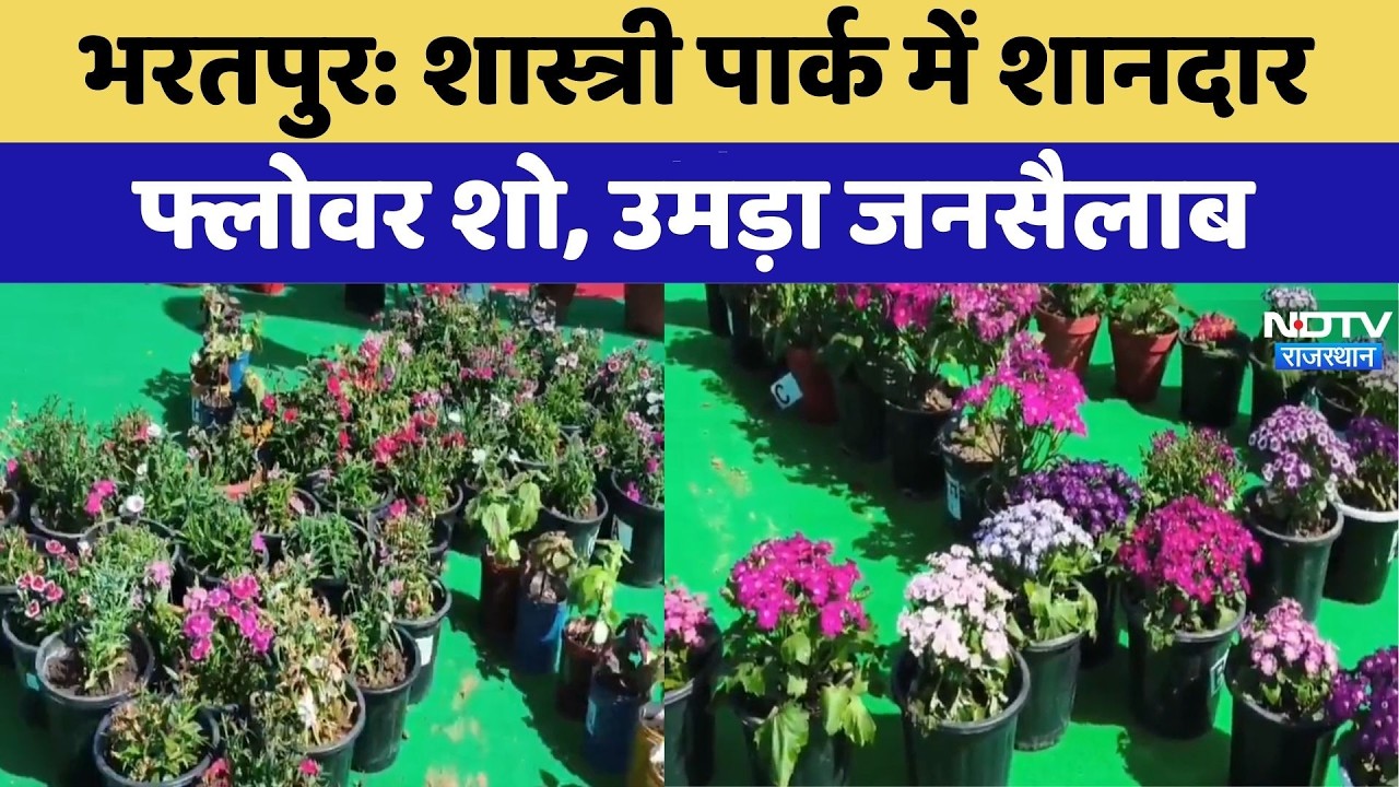 Bharatpur Flower Show:  शास्त्री पार्क में शानदार फ्लोवर शो, उमड़ा जनसैलाब | Top News