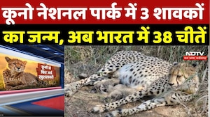 Kuno National Park में 3 शावकों का जन्म, अब भारत में 38 चीतें | Madhya Pradesh | MP News | Wild Life