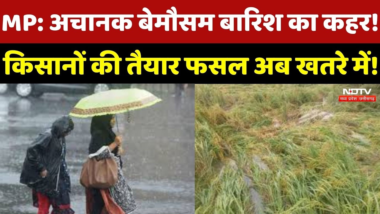 MP Weather Update : Madhya Pradesh में बेमौसम बारिश का कहर! Farmers की फसल खतरे में