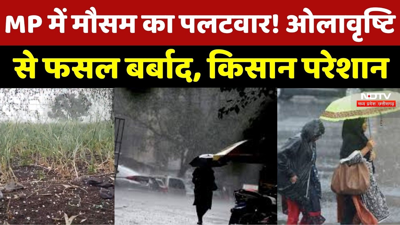 Weather Update : Madhya Pradesh में मौसम का पलटवार! Hailstorm से फसल बर्बाद, रो पड़े किसान