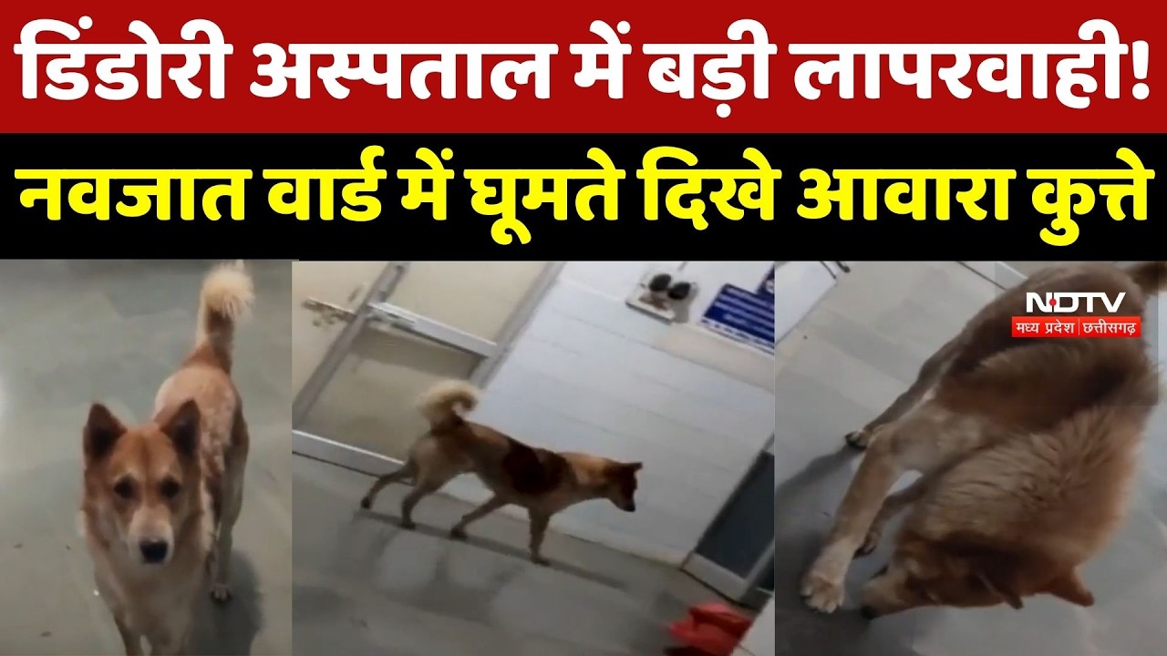 Dindori News: MP Health System Fail? नवजात वार्ड में घूमते दिखे आवारा कुत्ता