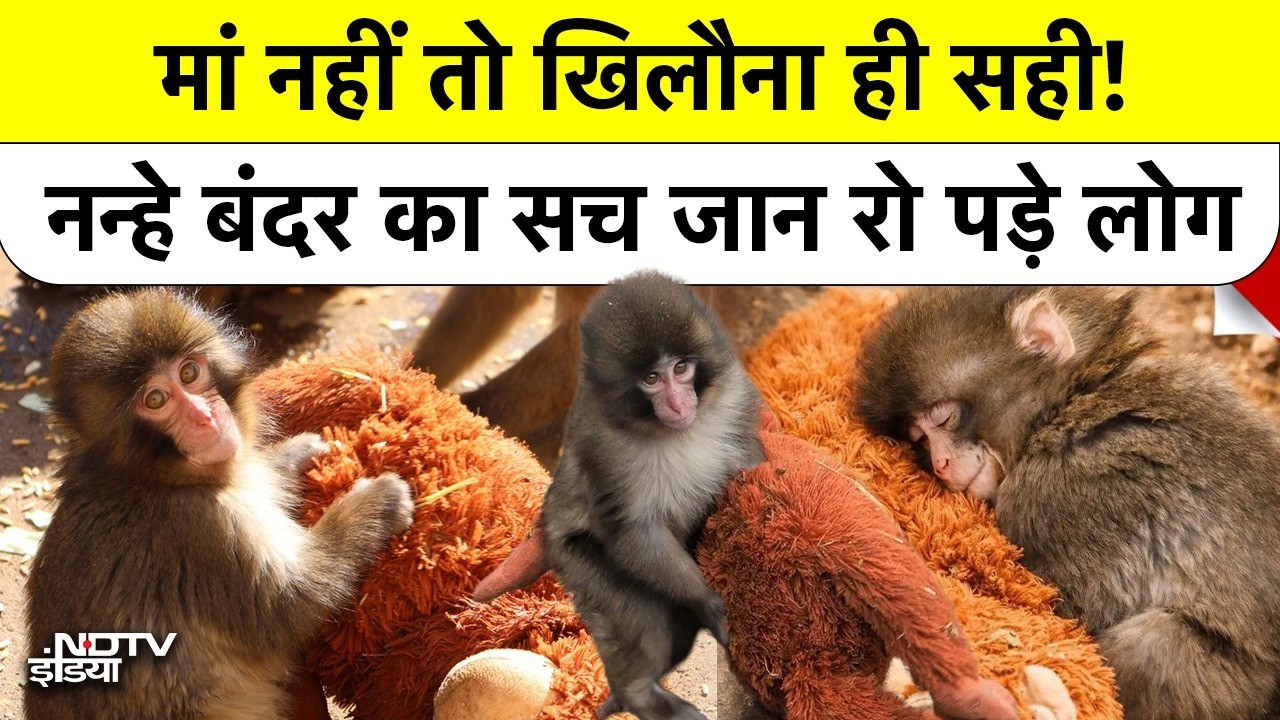 Viral Video की सच्चाई: Punch The Monkey अपने Orangutan Toy को छोड़ने को तैयार क्यों नहीं? | Japan Zoo