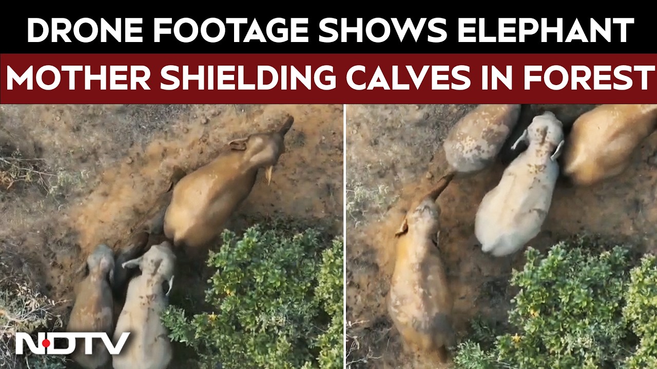 Rare Drone Footage Shows Elephant Mother Shielding Two Calves in Raigarh Forest, Chhattisgarh
