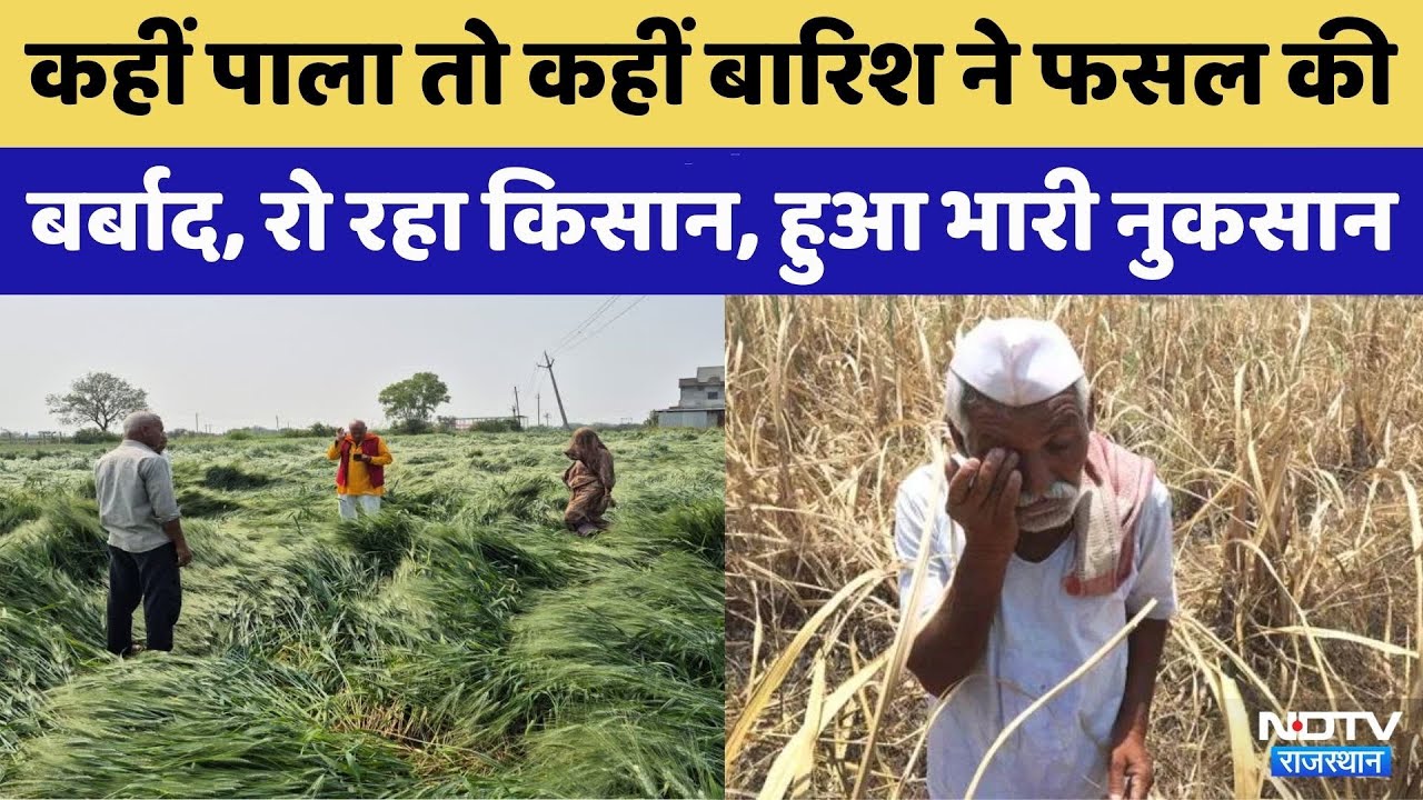 Crop Failure: रो रहा किसान, हुआ भारी नुकसान | Rajasthan Top News | Weather Alert  | Wheat Crop