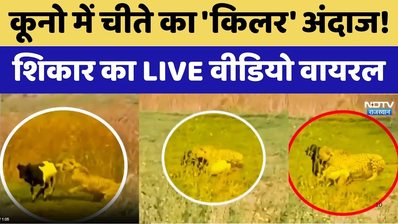Kuno National Park: कूनो में चीते का 'किलर' अंदाज! शिकार का LIVE Video Viral। Breaking News । NDTV