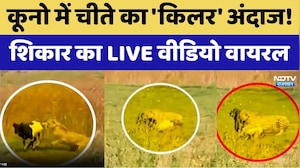 Kuno National Park: कूनो में चीते का 'किलर' अंदाज! शिकार का LIVE Video Viral। Breaking News । NDTV