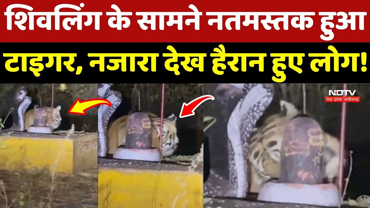 Katni Shivling Viral Video: शिवलिंग के सामने नतमस्तक हुआ Tiger, नजारा देख हैरान हुए लोग!