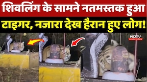 Katni Shivling Viral Video: शिवलिंग के सामने नतमस्तक हुआ Tiger, नजारा देख हैरान हुए लोग!