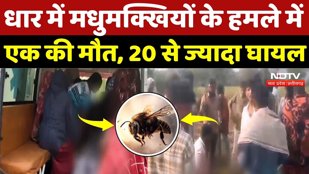 Dhar News: धार में मधुमक्खियों के हमले में एक की मौत, 20 से ज्यादा घायल | Bee Attack | Breaking News