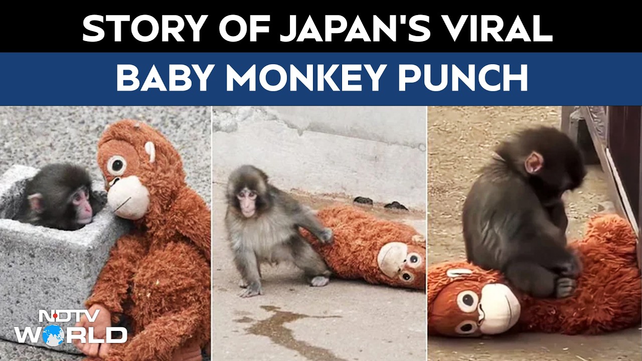 Baby Monkey Punch | Story Of Japan’s Viral Baby Monkey Punch
