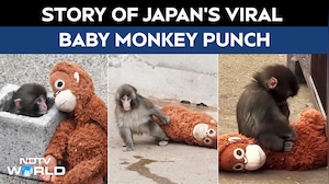 Baby Monkey Punch | Story Of Japan&rsquo;s Viral Baby Monkey Punch