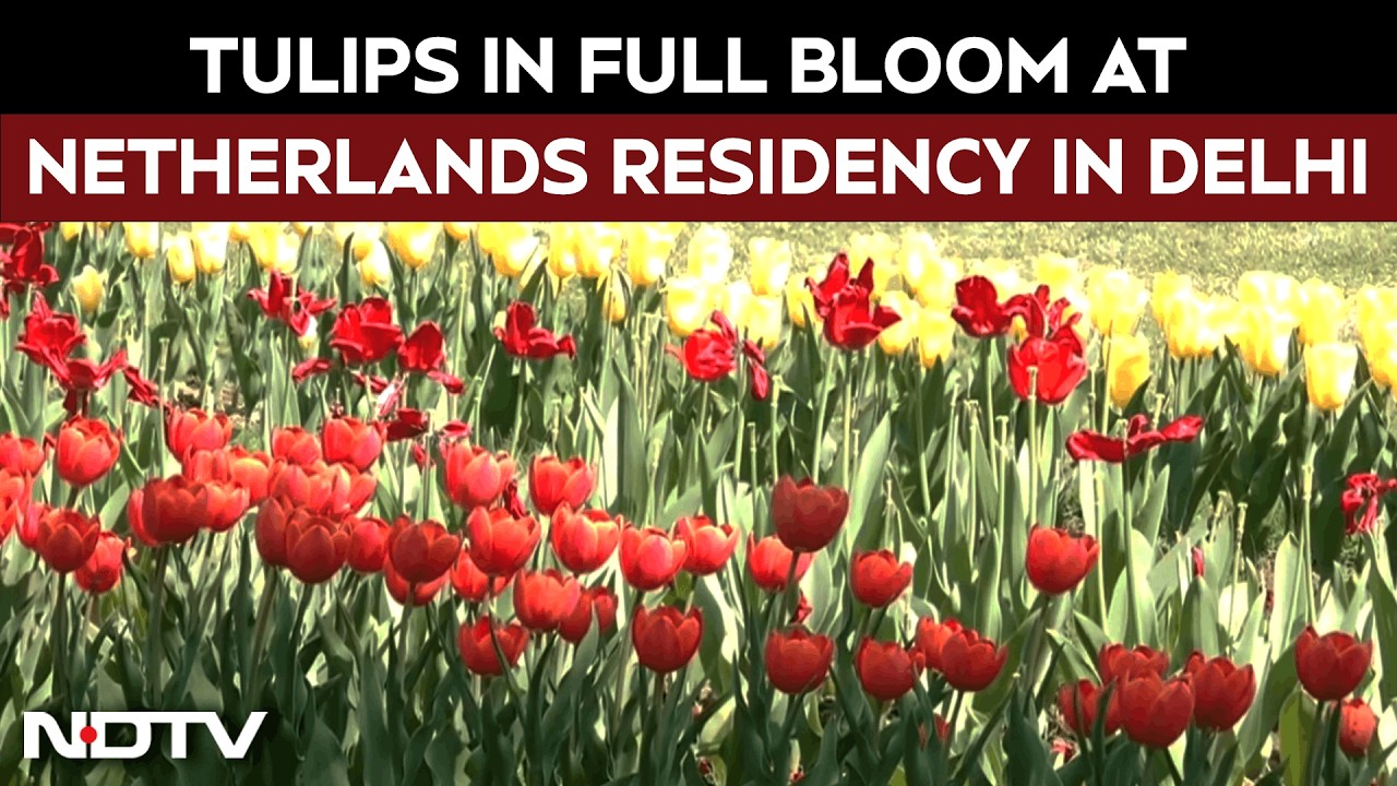 Tulips In Full Bloom At The Netherlands Residence Garden In New Delhi