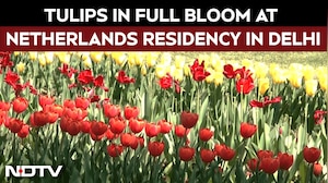 Tulips In Full Bloom At The Netherlands Residence Garden In New Delhi