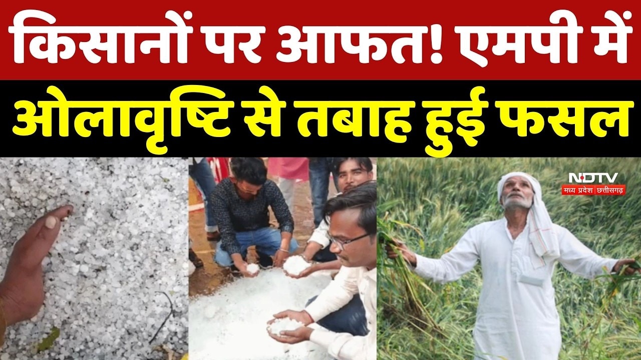 MP Weather Update: किसानों पर आफत! एमपी में Hailstorm से तबाह हुई फसल!