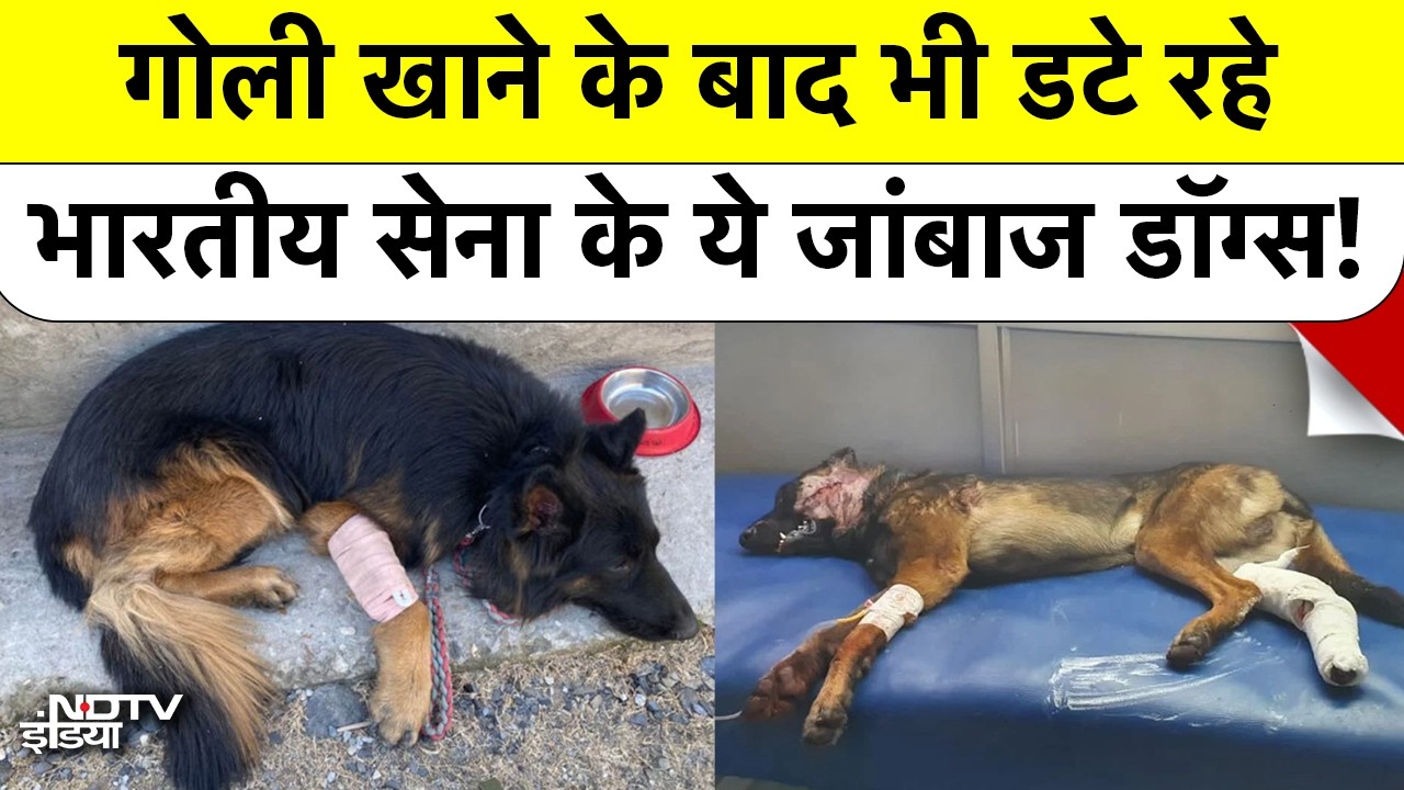 Indian Army Dog Tyson ने J&K Encounter में Terrorists को किया ढेर, जानिए K9 Heroes की कहानी