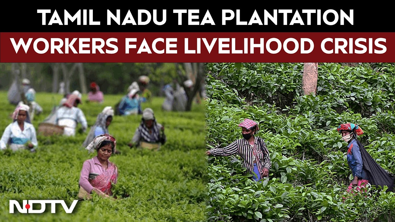 Tamil Nadu Elections: Tea Plantation Workers Face Livelihood Crisis, Seek Relief Ahead Of Polls