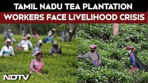 Tamil Nadu Elections: Tea Plantation Workers Face Livelihood Crisis, Seek Relief Ahead Of Polls