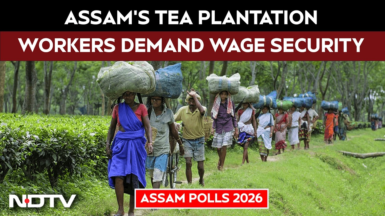Assam Elections: Assam's Tea Plantation Workers Demand Wage Security Ahead Of Polls