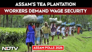 Assam Elections: Assam's Tea Plantation Workers Demand Wage Security Ahead Of Polls