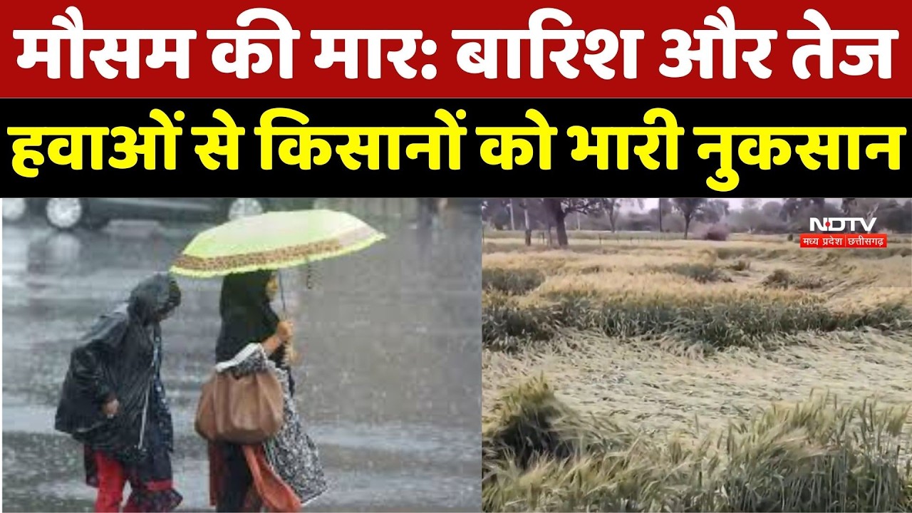 MP Weather Update: मौसम की मार से Farmer बेहाल! तेज हवाओं और बारिश ने बर्बाद की खड़ी फसल