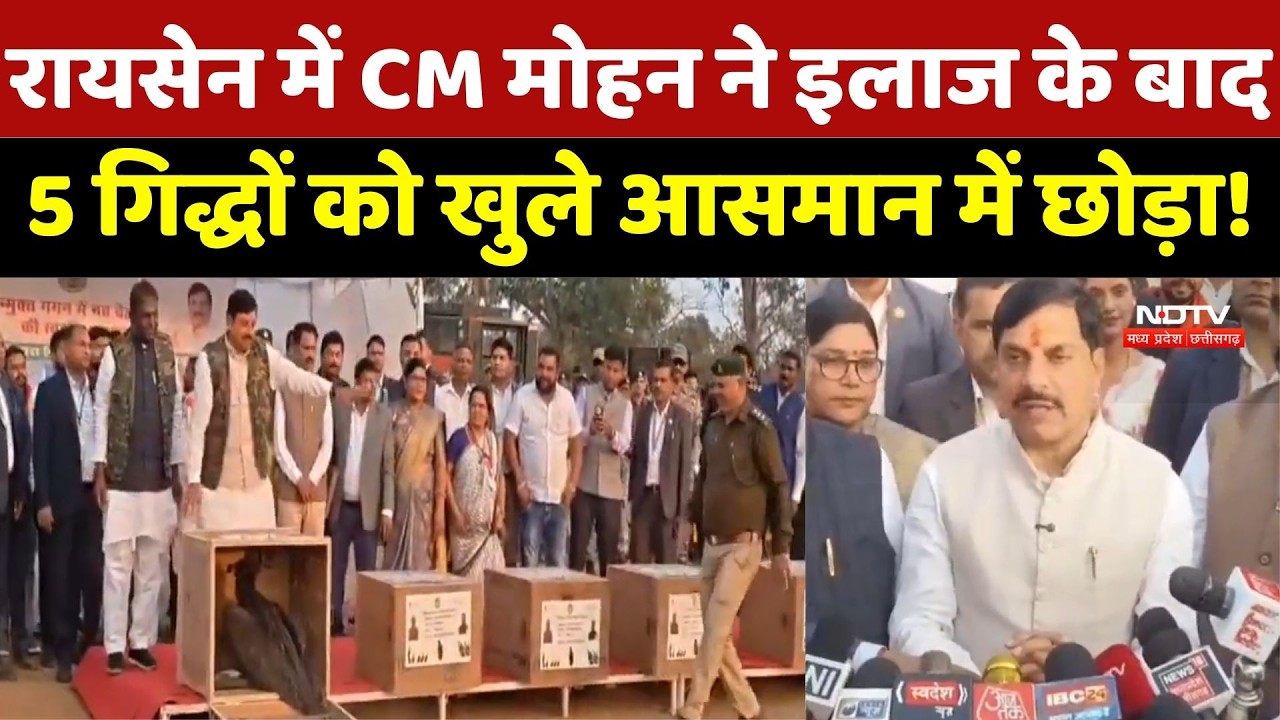 Raisen News: रायसेन में CM Mohan Yadav ने इलाज के बाद 5 गिद्धों को खुले आसमान में छोड़ा!