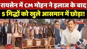 Raisen News: रायसेन में CM Mohan Yadav ने इलाज के बाद 5 गिद्धों को खुले आसमान में छोड़ा!