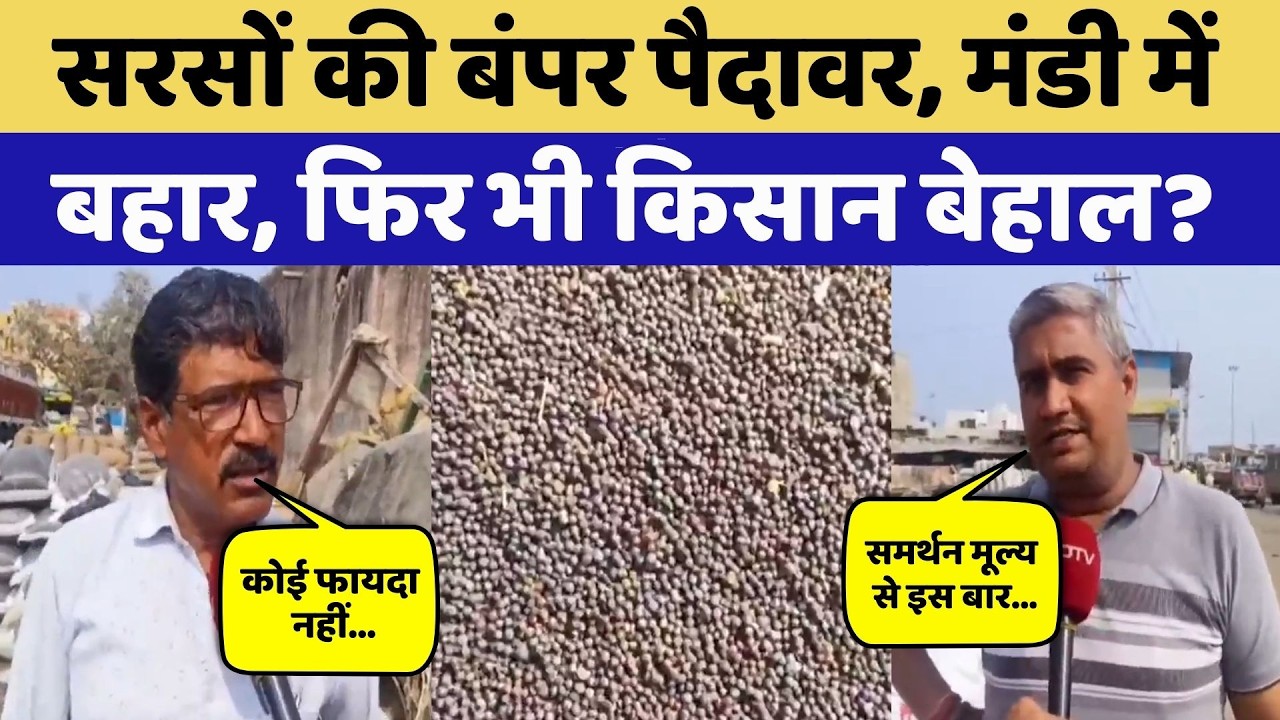 Bhilwara News: सरसों की बंपर पैदावर, मंडी में बहार, सुनिए क्या बोले Farmers? NDTV Rajasthan News