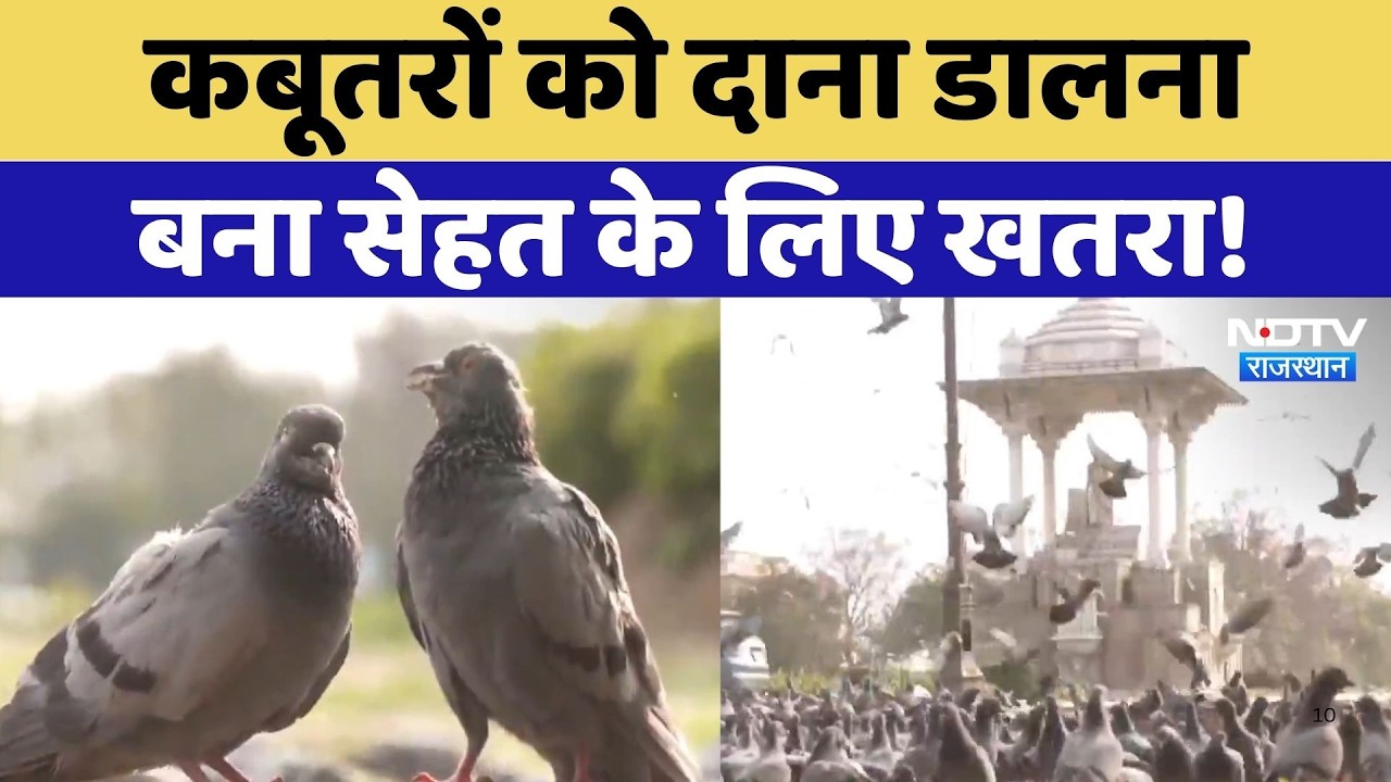 Jaipur News: कबूतरों से बढ़ा बीमारियों का खतरा, दाना ड़ालने से पहले जरूर देखें ये Video! Rajasthan