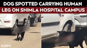 Shimla News | Dog Spotted Carrying Human Leg On Shimla Hospital Campus