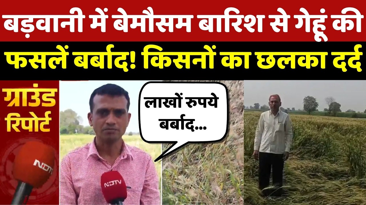 Unseasonal Rain In Badwani: बड़वानी में बेमौसम बारिश से गेहूं की फसलें बर्बाद! किसनों का छलका दर्द