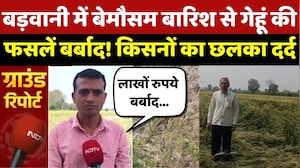 Unseasonal Rain In Badwani: बड़वानी में बेमौसम बारिश से गेहूं की फसलें बर्बाद! किसनों का छलका दर्द