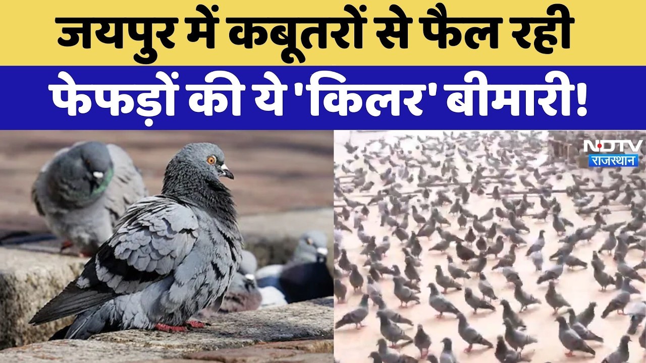 Jaipur में Pigeons से फैल रही फेफड़ों की ये Killer Disease! | Health Risk | Top News